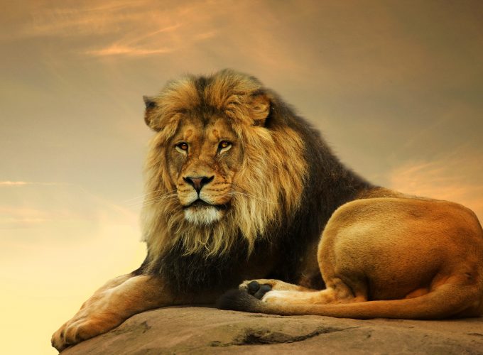 Wallpaper Lion, savanna, cute animals, Animals 4992518409